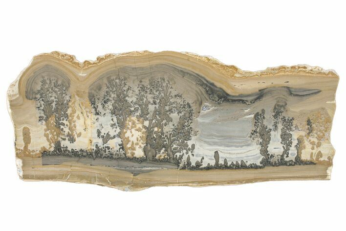 Triassic Aged Stromatolite Fossil - England #279500